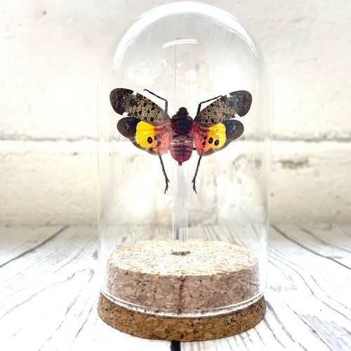 Borneo lantern fly - borneo,